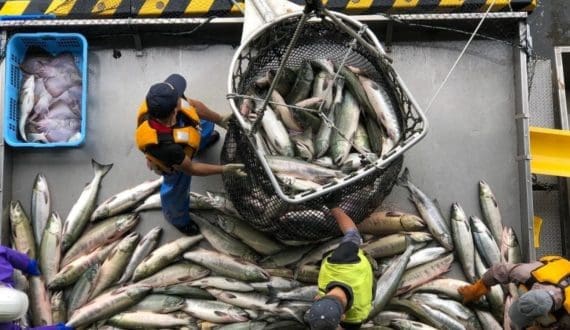 Thumbnail for Morocco struggles to expand aquaculture despite rising demand