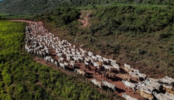 Thumbnail for Mexico’s meat sector protests new livestock movement rules, Ivermectin mandate