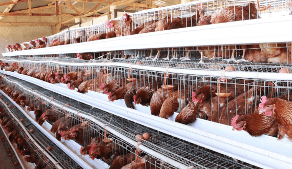 Thumbnail for Kenyan poultry farmers protest over new Machakos County chicken movement fee