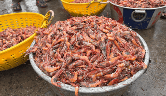 Thumbnail for India moves toward MSC certification for 10 marine species