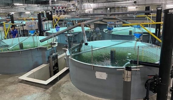 Thumbnail for Proximar Seafood reports steady biomass growth in Japan during Q3 2025