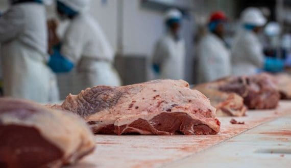 Thumbnail for AgDevCo extends US$10M loan to Zambia’s Hybrid for poultry plant construction