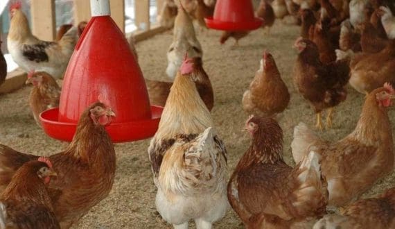 Thumbnail for AgDevCo extends US$10M loan to Zambia’s Hybrid for poultry plant construction