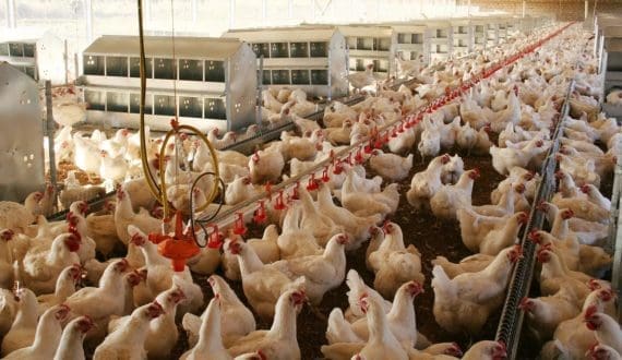 Thumbnail for AgDevCo extends US$10M loan to Zambia’s Hybrid for poultry plant construction
