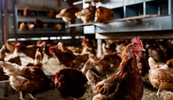 Thumbnail for India’s poultry industry shifts focus to domestic market