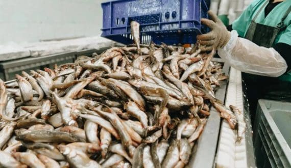 Thumbnail for India finds new seafood buyers in Asia after US tariffs