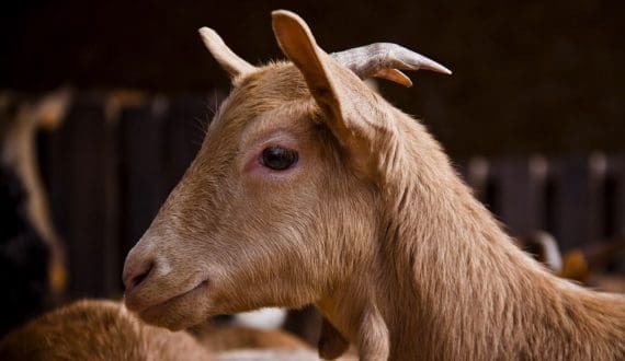 Thumbnail for Niger to establish a national center to improve animal production