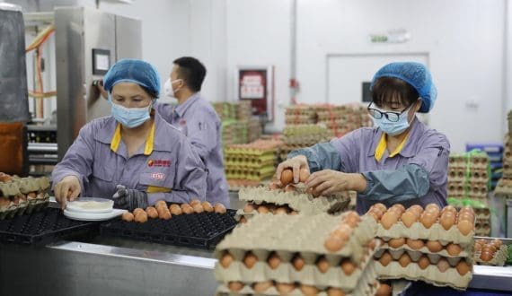 Thumbnail for China exports first batch of poultry hatching eggs to Tanzania