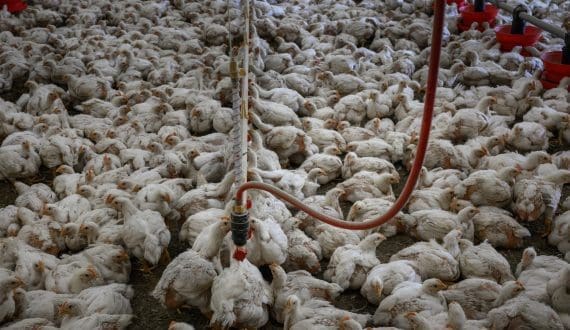 Thumbnail for Superior Foods opens new US$8.1M poultry processing plant in Serbia