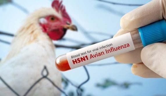 Thumbnail for Eight Canadian poultry flocks hit by bird flu