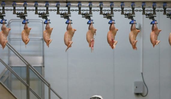 Thumbnail for Mexico’s chicken imports expected to rise in 2026