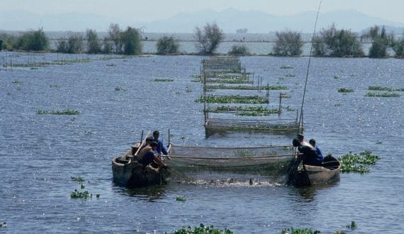 Thumbnail for India plans aquaculture expansion in northern states