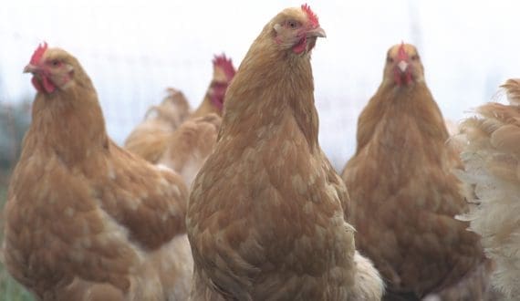 Thumbnail for EU poultry output holds steady