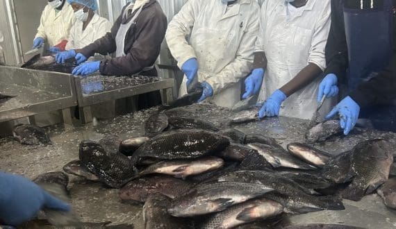 Thumbnail for UAE firm AAAID begins operations at US$28M fish-processing plant in Mauritania