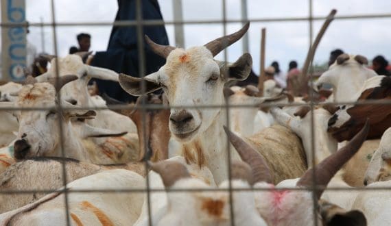 Thumbnail for Somalia eyes US$1B in livestock exports by end of 2025