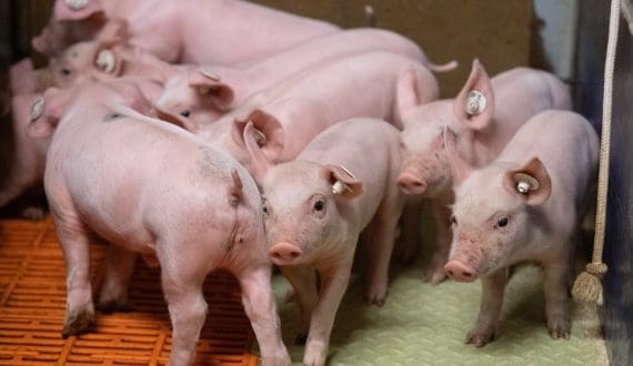 Thumbnail for Côte d’Ivoire imports new breeding pigs to strengthen local pork production