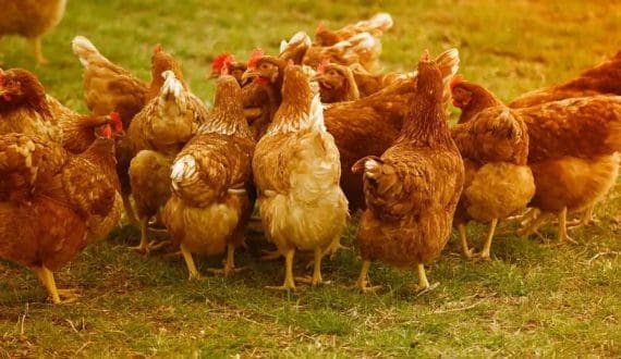 Thumbnail for Senegal steps into a new poultry era with first parent stock flock arrival