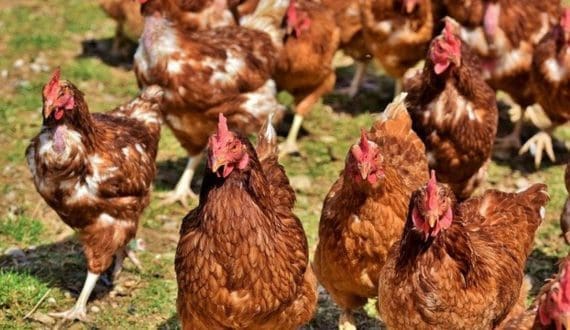 Thumbnail for Tanzania strengthens its poultry industry through cooperation with the Netherlands