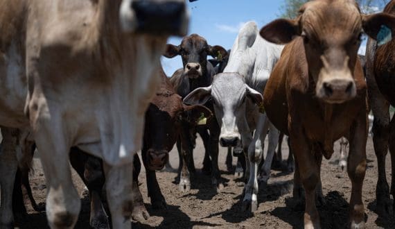 Thumbnail for France imposes temporary ban on cattle exports as lumpy skin disease spreads
