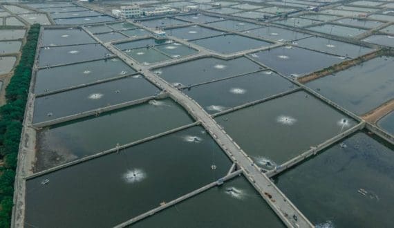 Thumbnail for Taiwan’s first seafood farm joins ASC improver programme
