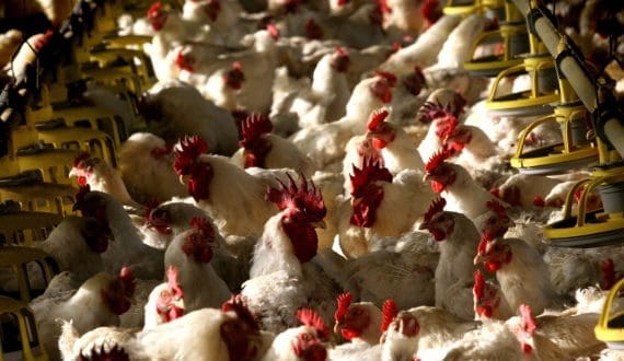Thumbnail for Brazil resumes chicken exports to Malaysia