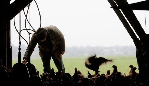 Thumbnail for Belgium orders all poultry indoors as bird flu outbreaks surge