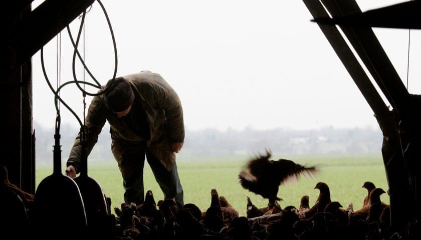 Thumbnail for Belgium orders all poultry indoors as bird flu outbreaks surge