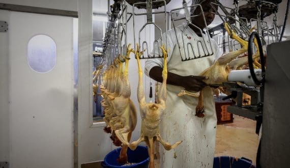 Thumbnail for South Africa’s poultry sector grapples with import limits, export ambitions