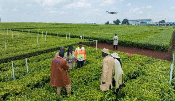 Thumbnail for Global tea industry unveils new tea typology on Cool Farm platform to enhance carbon measurement