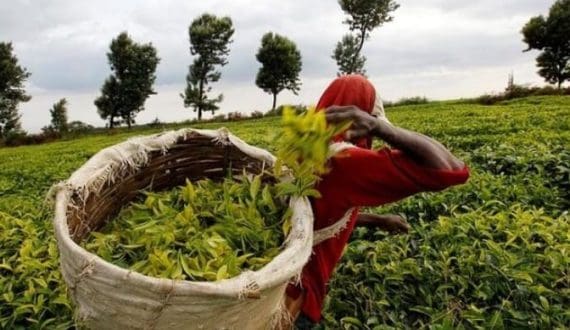 Thumbnail for Uganda launches fertiliser relief fund for tea farmers in Kanungu district
