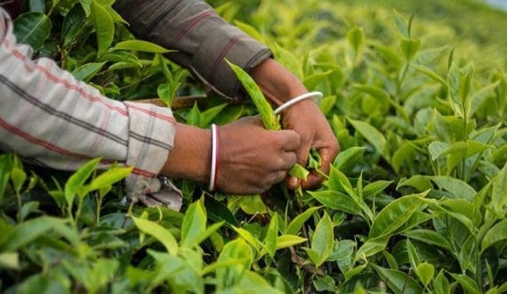 Thumbnail for Kenya tea factories raise green leaf payments after grower protests 