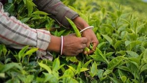 KTDA Chairman dismisses claims tea factories borrow loans to pay farmers’ bonuses