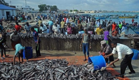 Thumbnail for FAO, Japan invest US$2M to curb illegal fishing in Somalia