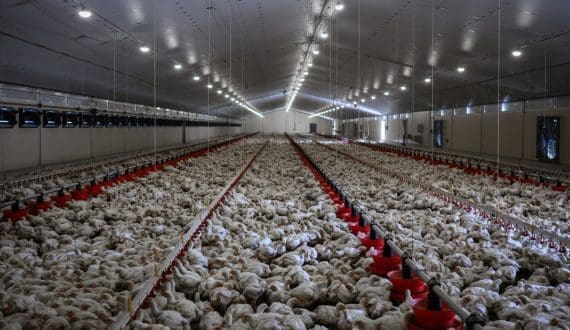 Thumbnail for South Africa’s Astral Foods forecasts EPS growth as poultry and feed operations rebound in H2