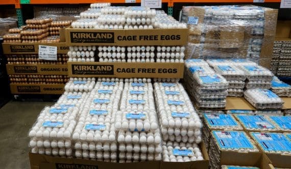 Thumbnail for Indonesia expands cage-free egg production