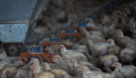 Thumbnail for Europe, U.S. face rising bird flu outbreaks