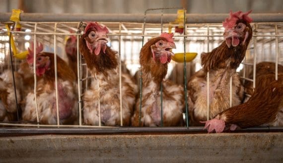 Thumbnail for Namibia records strong poultry growth with 14.4 million chickens slaughtered by September 2025