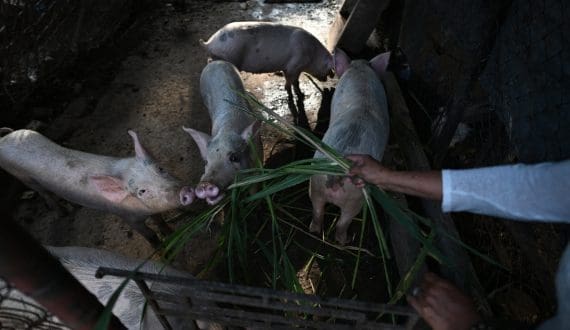 Thumbnail for Cranswick commits US$50 million to raise animal welfare standards after abuse allegations