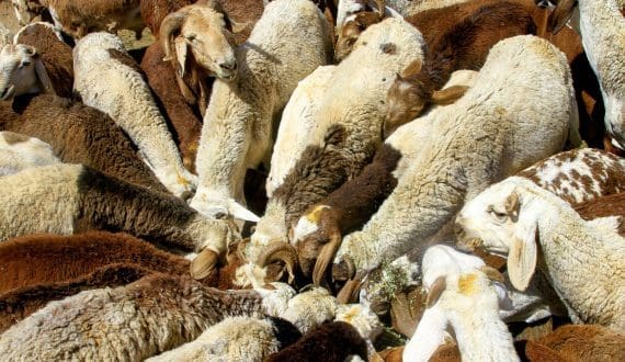 Thumbnail for Kenya approves import of sheep, goat genetic material from the United Kingdom