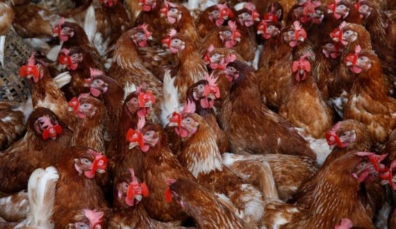 Thumbnail for Venky’s India swings to a loss in second quarter on weak poultry pricing