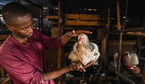 Thumbnail for Nkoko Nketenkete project begins as Ghana targets rapid poultry production