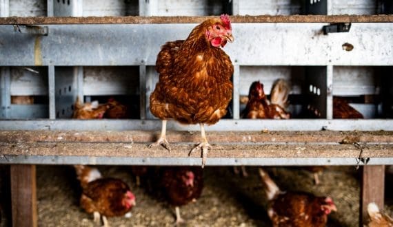 Thumbnail for Gabon launches training program to develop local poultry industry