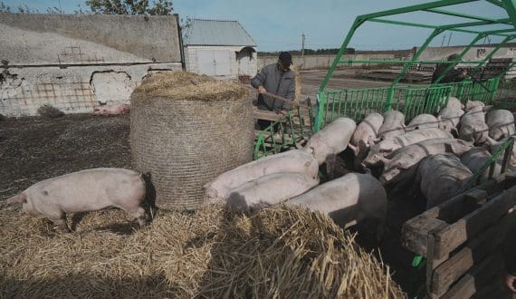 Thumbnail for Philippine pork, chicken production among most expensive in Asia – PIDS