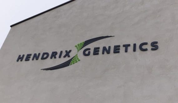 Thumbnail for Hendrix Genetics recognized by FAO for advancing sustainable poultry breeding in Africa