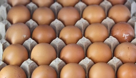 Thumbnail for US egg producers face fresh class action lawsuits over price-fixing allegations