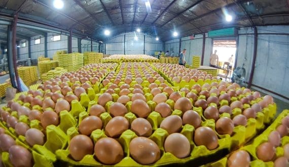 Thumbnail for Ukraine’s egg exports surge, driving domestic prices higher and raising UK concerns