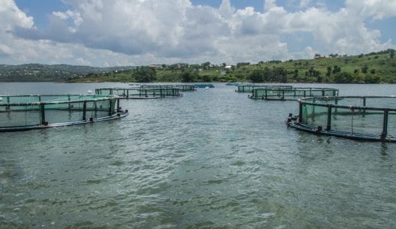 Thumbnail for Zimbabwe opens new hatchery to expand aquaculture production