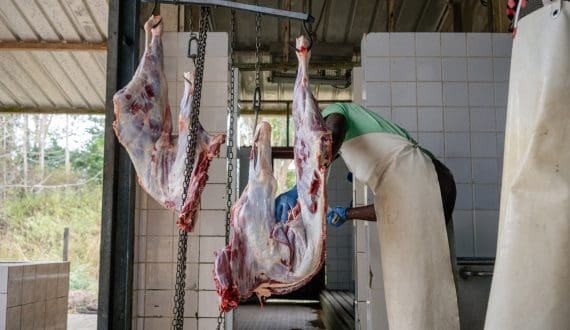 Thumbnail for Zimbabwe targets Middle East market for goat meat exports
