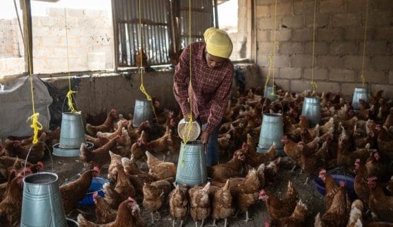 Thumbnail for Malawi partners with AGRA to restructure poultry industry
