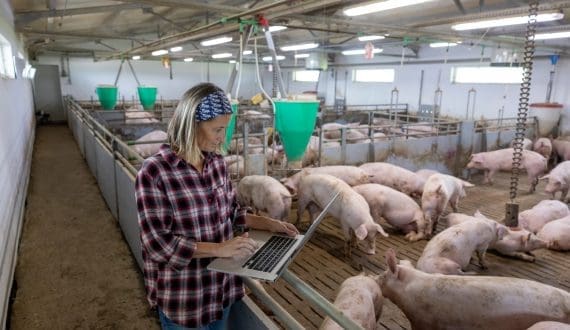 Thumbnail for Rabobank forecasts global sow herd decline in 2026